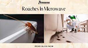 Why do roaches like microwaves