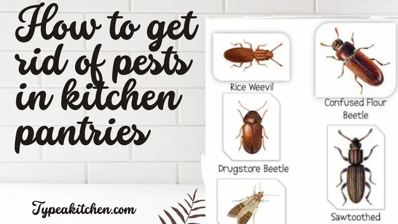 How to get rid of pests in kitchen pantries